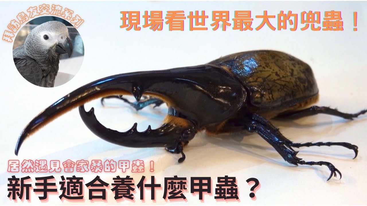 出門去！前進嘉義鳥友開的甲蟲店！意外發現「世界最大」的長戟大兜蟲？FT.奇力貝舍甲蟲專賣店【鸚鵡小木屋】【鳥人鳥生活EP5】