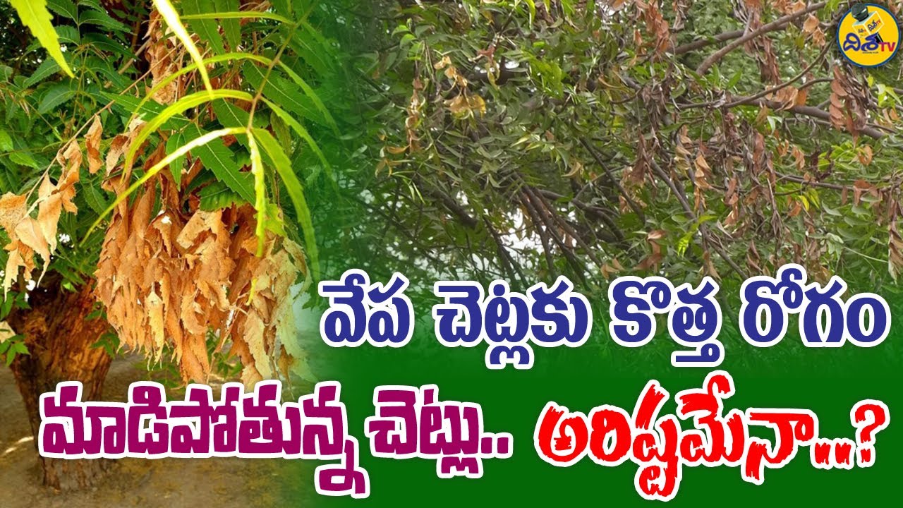 Dieback Disease to Neem Trees All Over | వేప చెట్లకు కొత్త రోగం | Disha TV