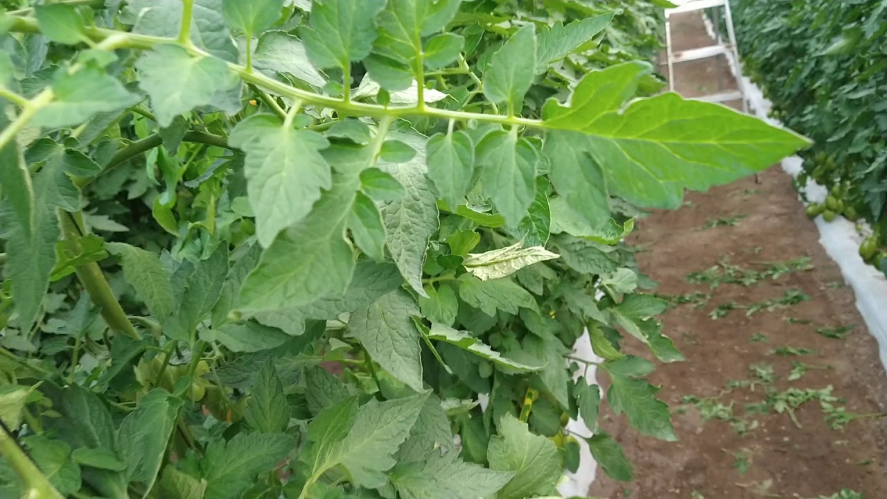 Planta Tomate Pai-Pai- Injerto Multifort 🍅😍