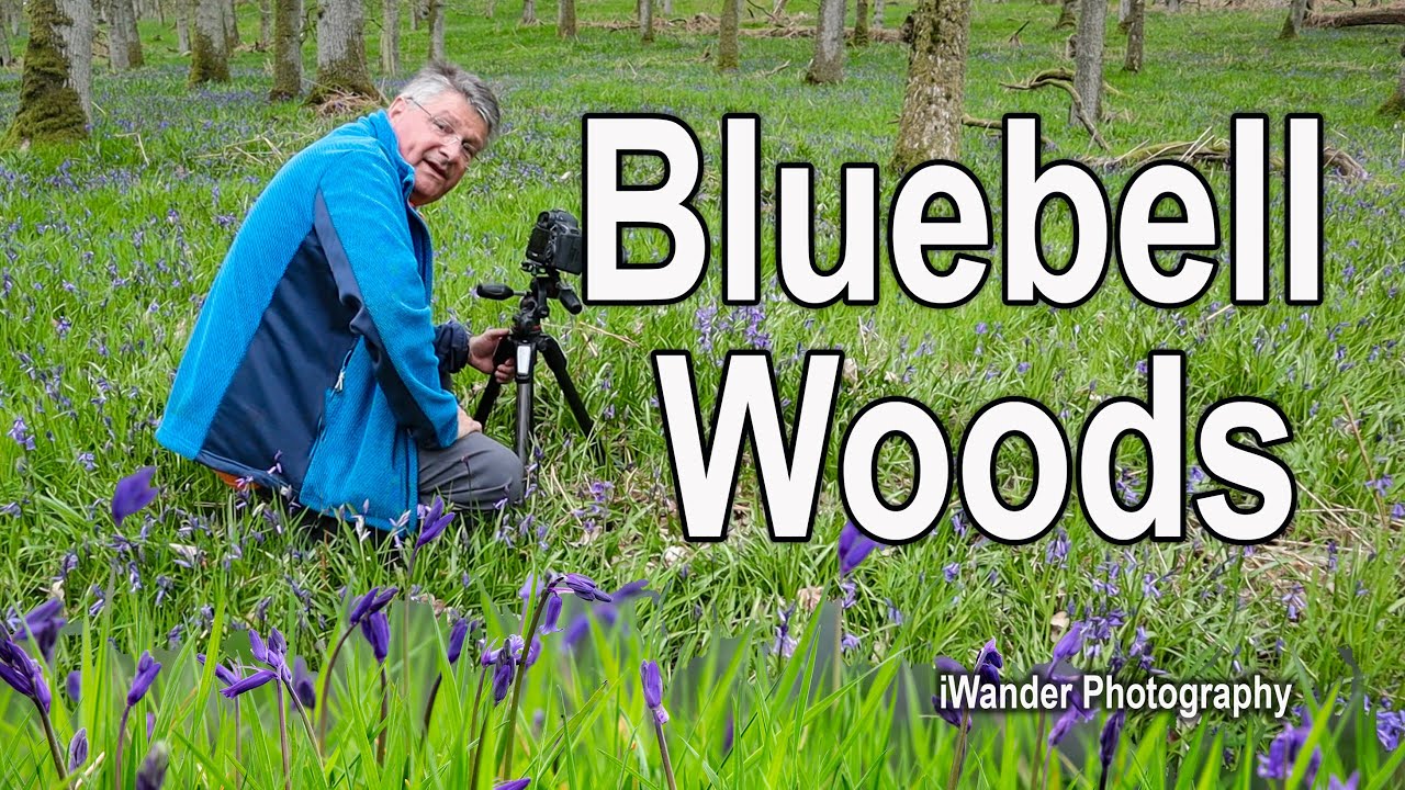Did you know these facts about Bluebells