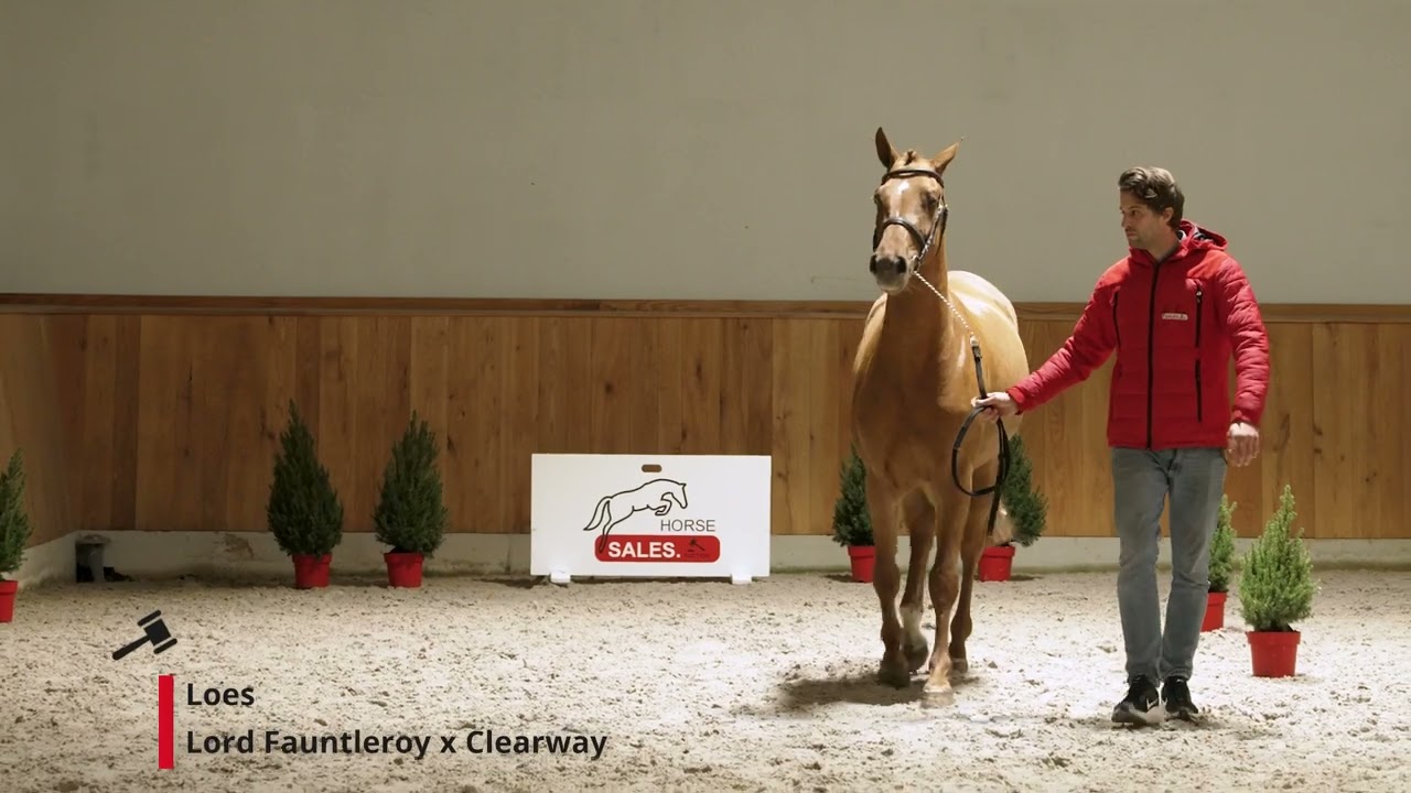 Loes (Lord Fauntleroy x Clearway).