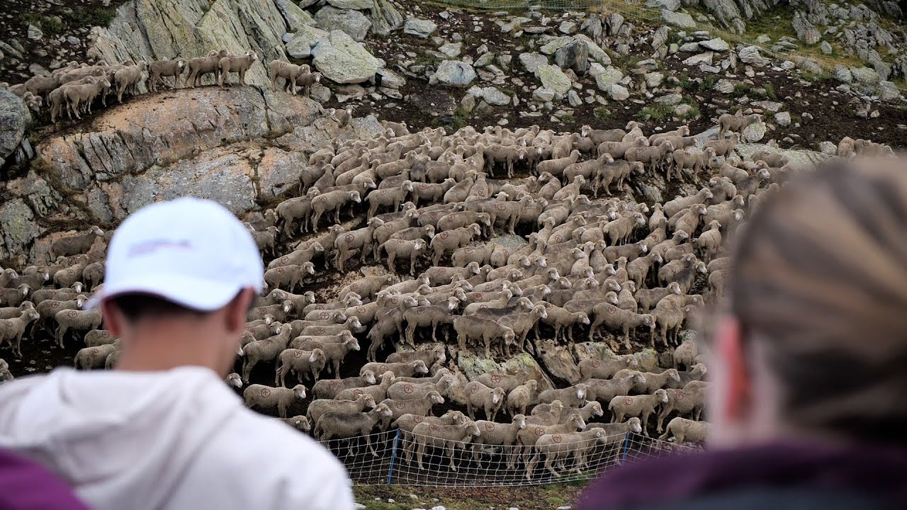 LOISIRS - La fête du mouton à Saint-Sorlin-D’Arves