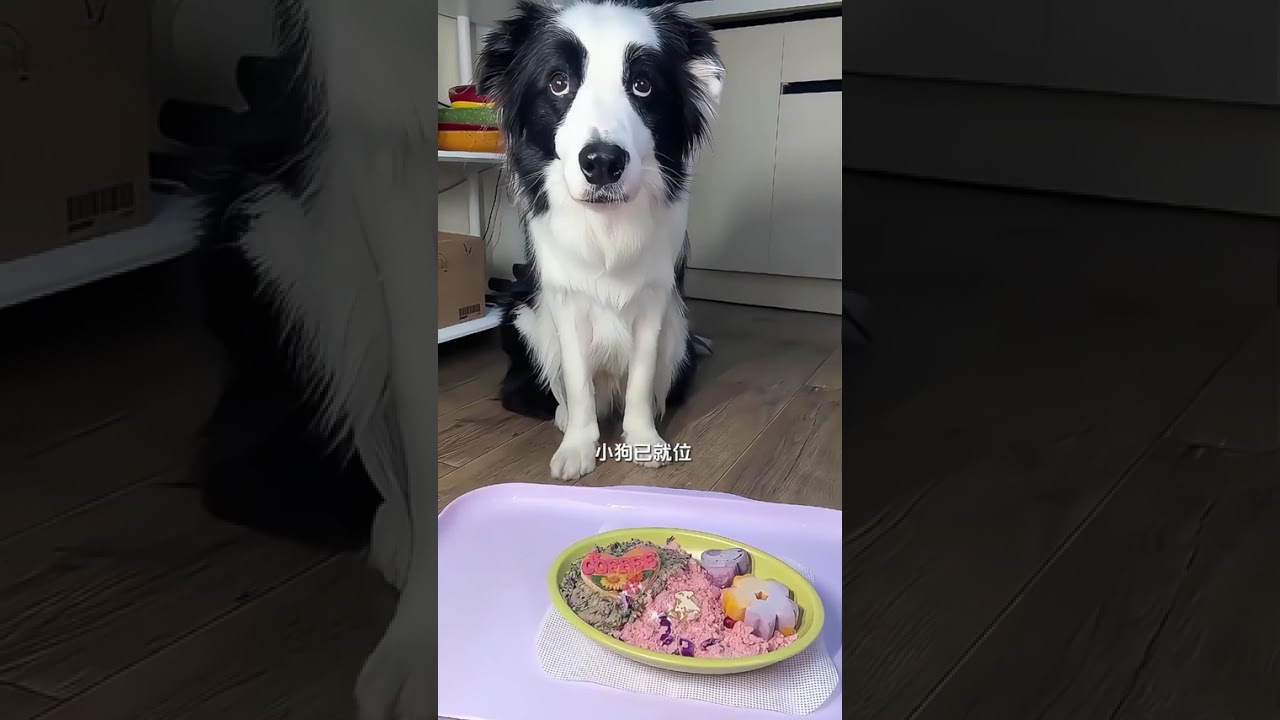 Pure Enjoyment Version Coffee Eating Broadcast Collection.#pets #puppy #mukbang #asmr #bordercollie 