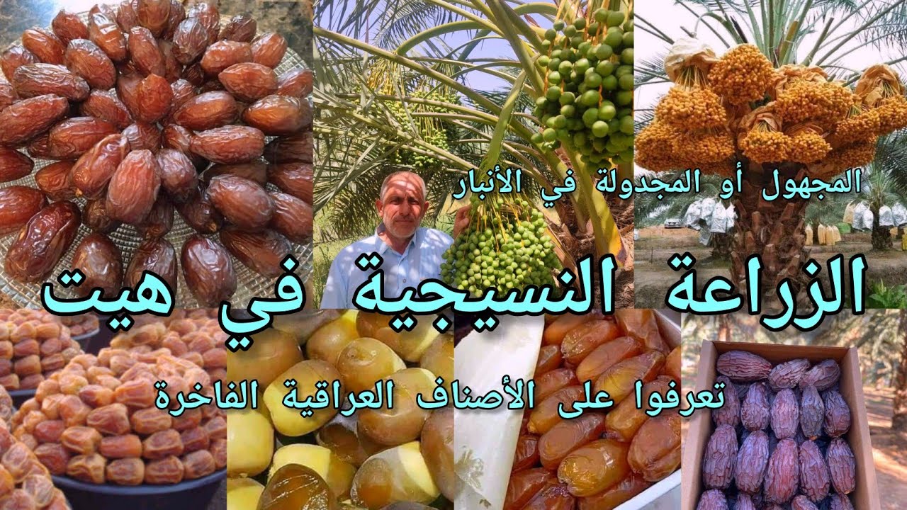 زراعة النخيل النسيجي  في العراق 🇮🇶 الانبار قضاء هيت وتعرفوا على اشهر اصناف التمور في هيت والعراق
