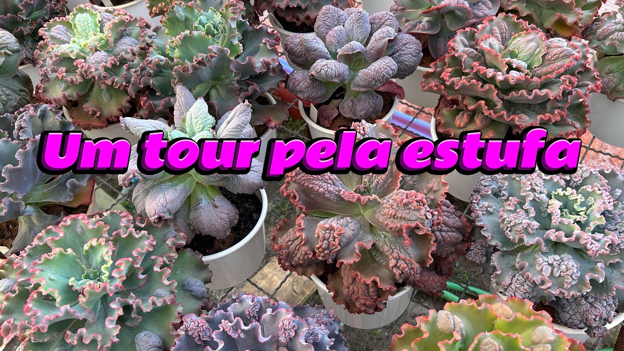 Um tour pela estufa