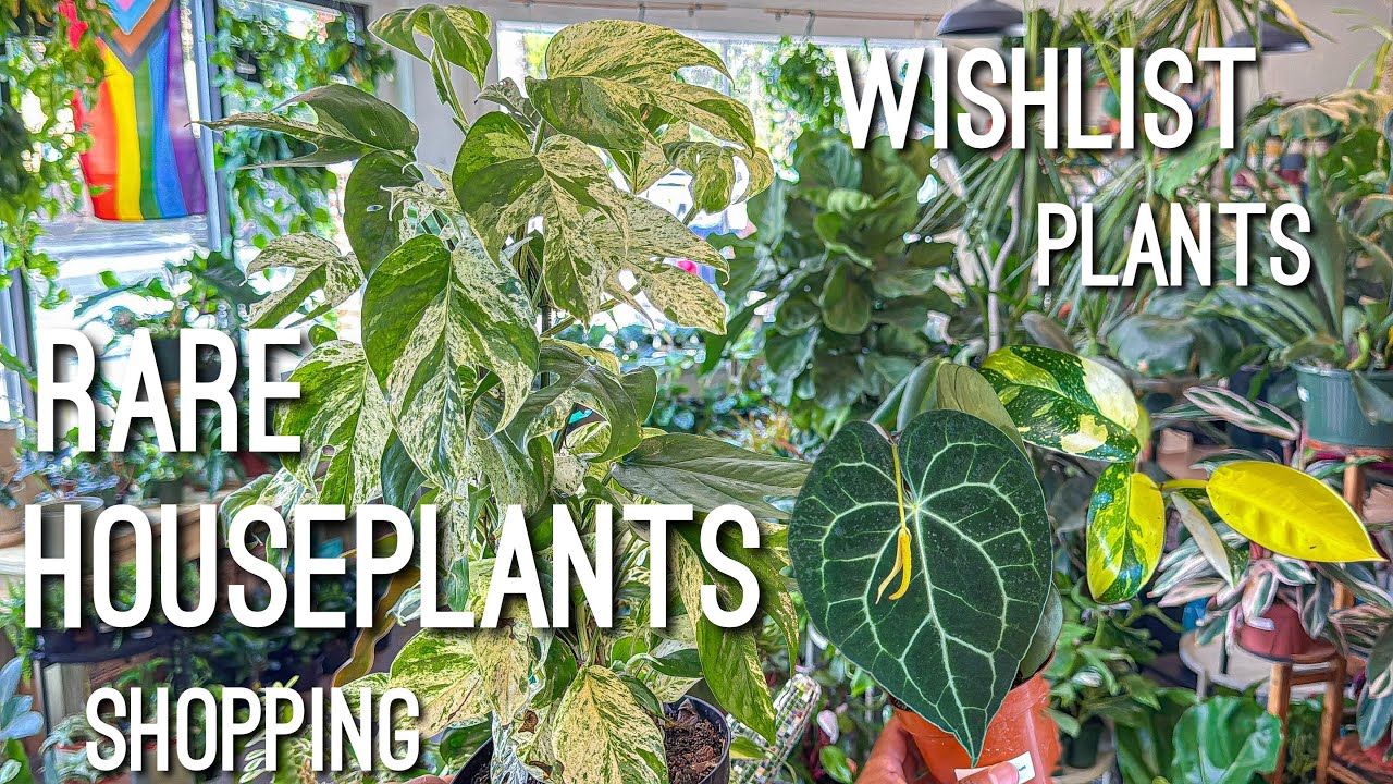 Affordable RARE Houseplants! Local Plant Shopping! Plant Shoppe TX