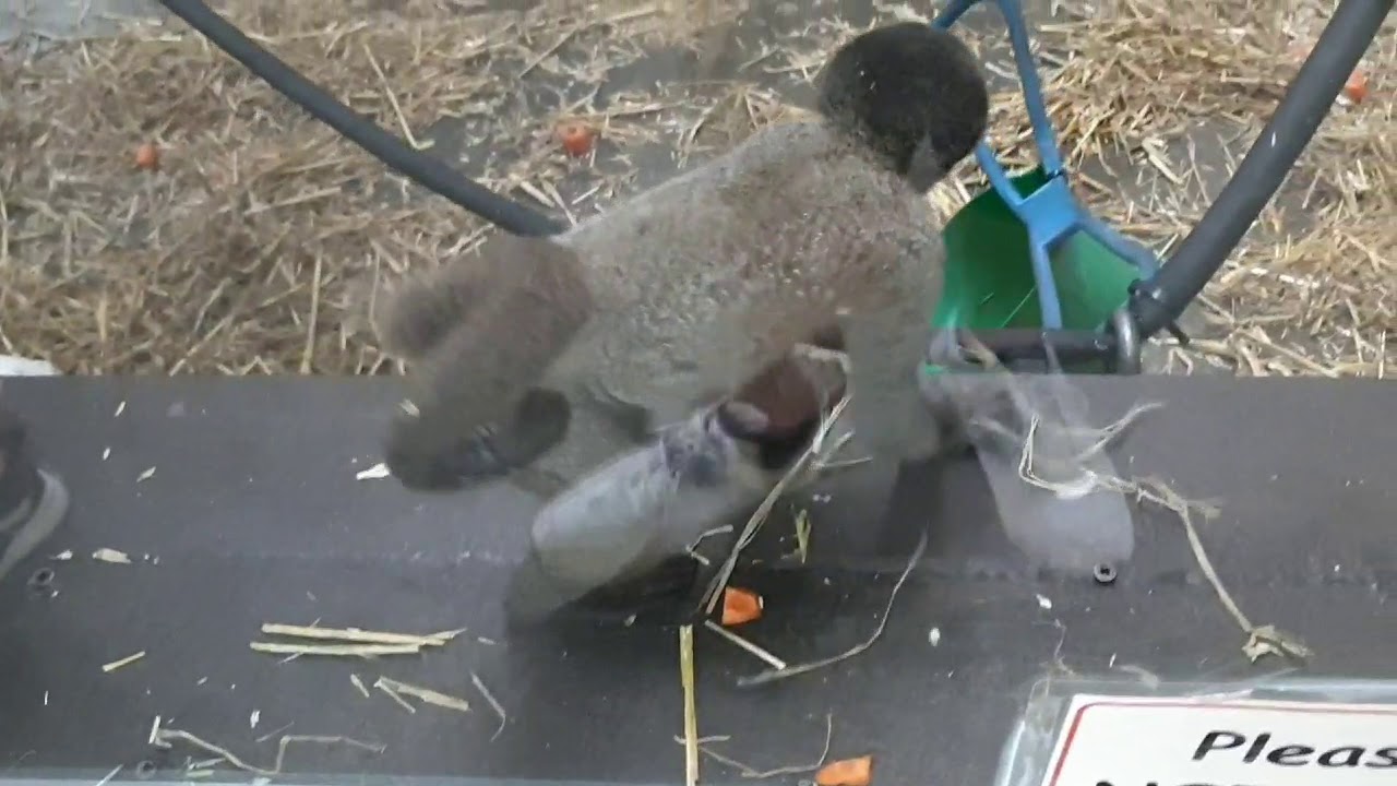 Monkey World #3 (Woolly Monkeys) - 2019