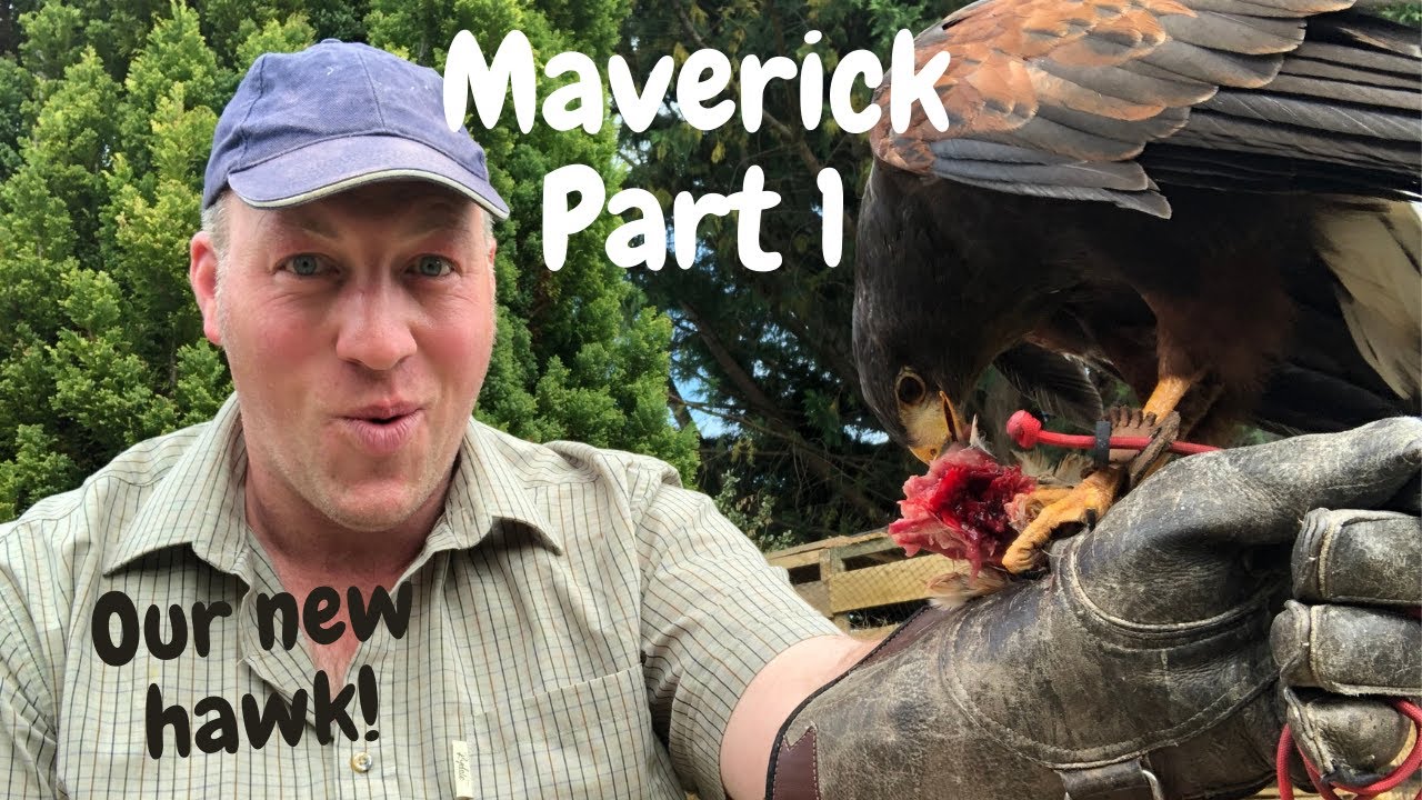 Maverick Part 1 - Introducing our new Harris Hawk