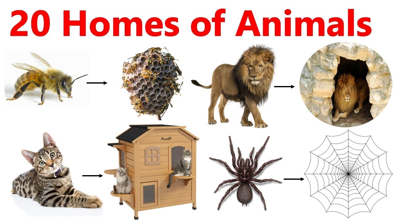 20 Animals and Their Homes Name | Animals Shelters | Animal House with Pictures | Animal Habitats