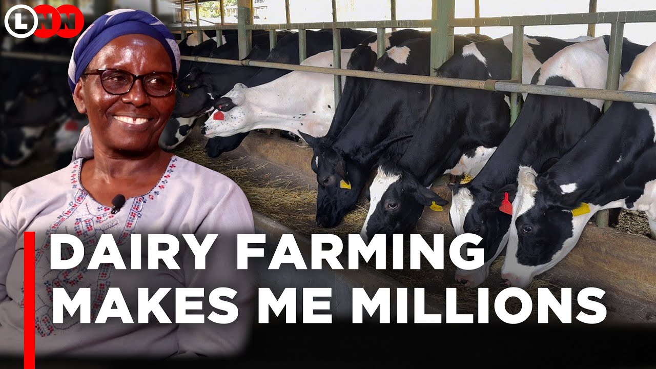 I started with one cow now I have 150 High Grade cows producing 1000L of milk daily& I rear chicken