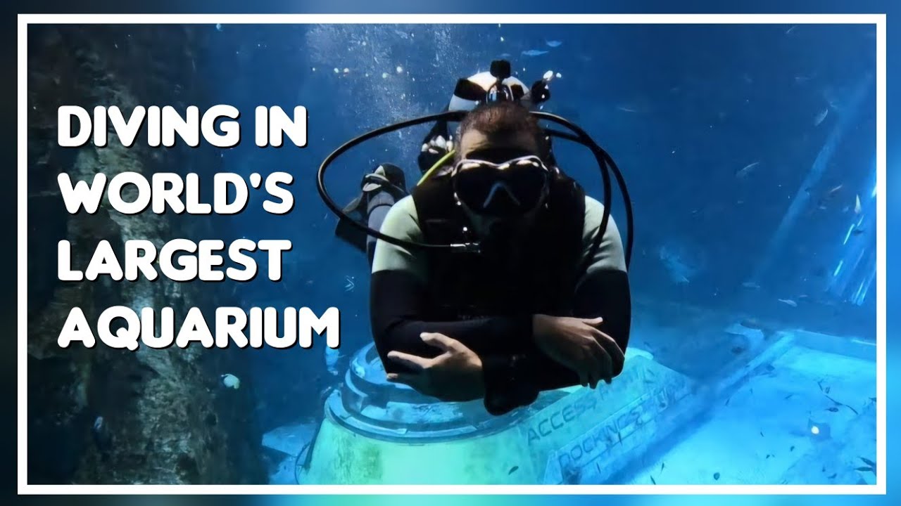 Diving with Sharks 🦈 in the World's Largest Aquarium 2024 🇦🇪 SeaWorld Abu Dhabi