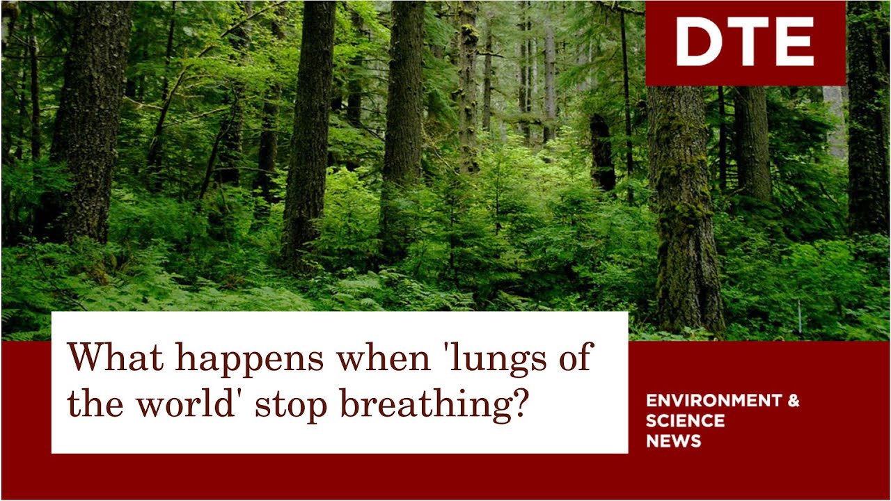 What happens when the &lsquo;lungs of the world&rsquo; stop breathing?