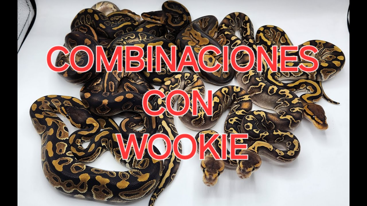 LAS COMBINACIONES CON WOOKIE DE LA TEMPORADA 2024