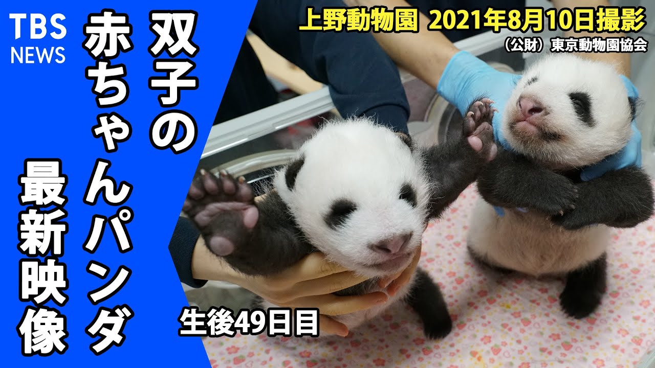 【最新映像】上野動物園・双子の赤ちゃんパンダ ２頭ともうっすら目が開いたことを確認（８月１０日撮影）