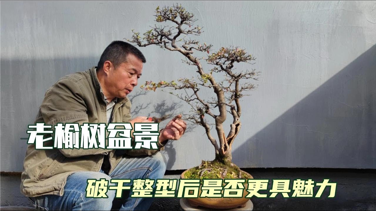 三十八年的榆树盆景破干整型后是否更具魅力 Is the 38-year-old elm bonsai more attractive after being dried and reshaped?