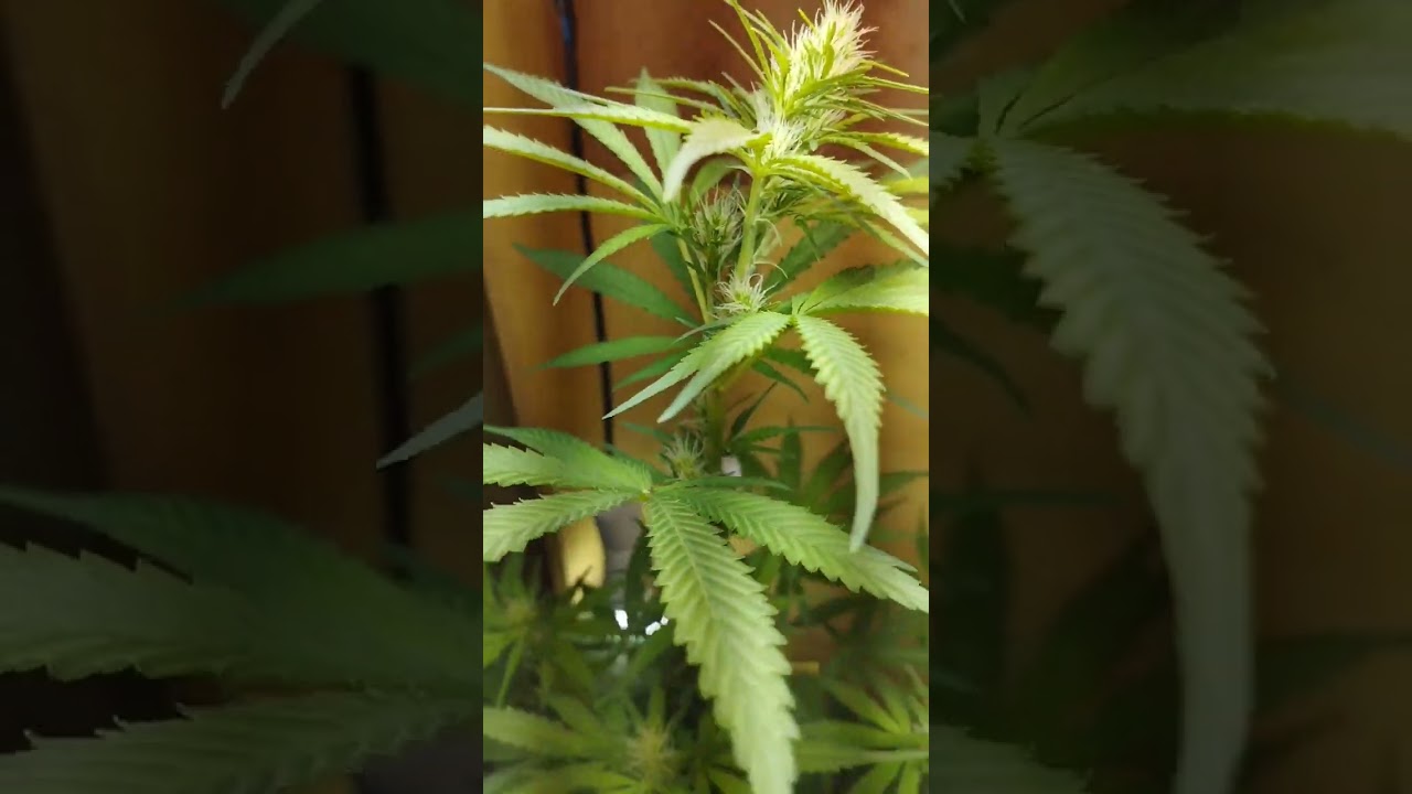 1 M&ecirc;s Vegetando, entrando na 2 semana de Flora&ccedil;&atilde;o #S&oacute;fe