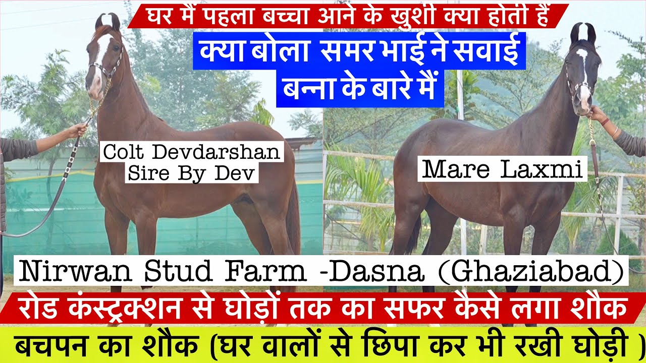 देव घोड़े का बच्चा देवदर्शन कैसे लगा घोड़ो का शौक़ रोड कंस्ट्रक्शन से घोड़ों तक का सफर !