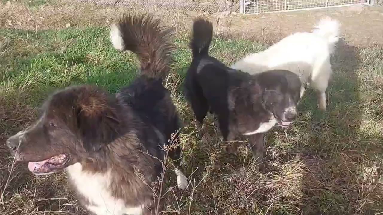 Inserimento di due cuccioloni maschi in una proprietà 