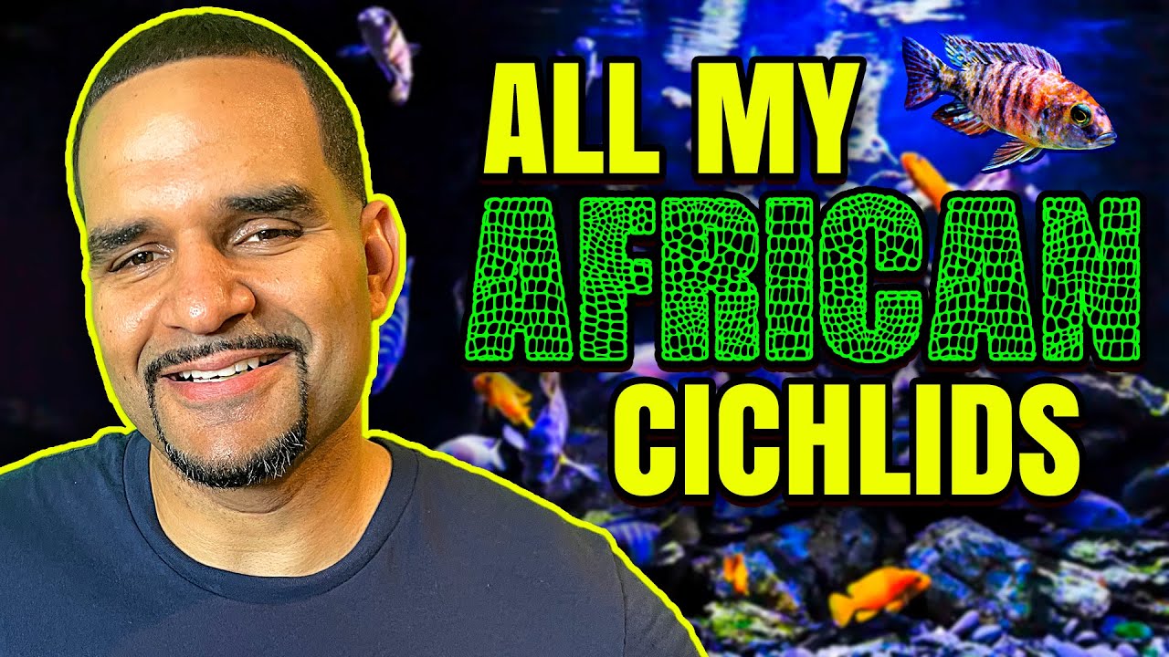 African Cichlid Tank Species List - All My Fish (And Where I Got Them)