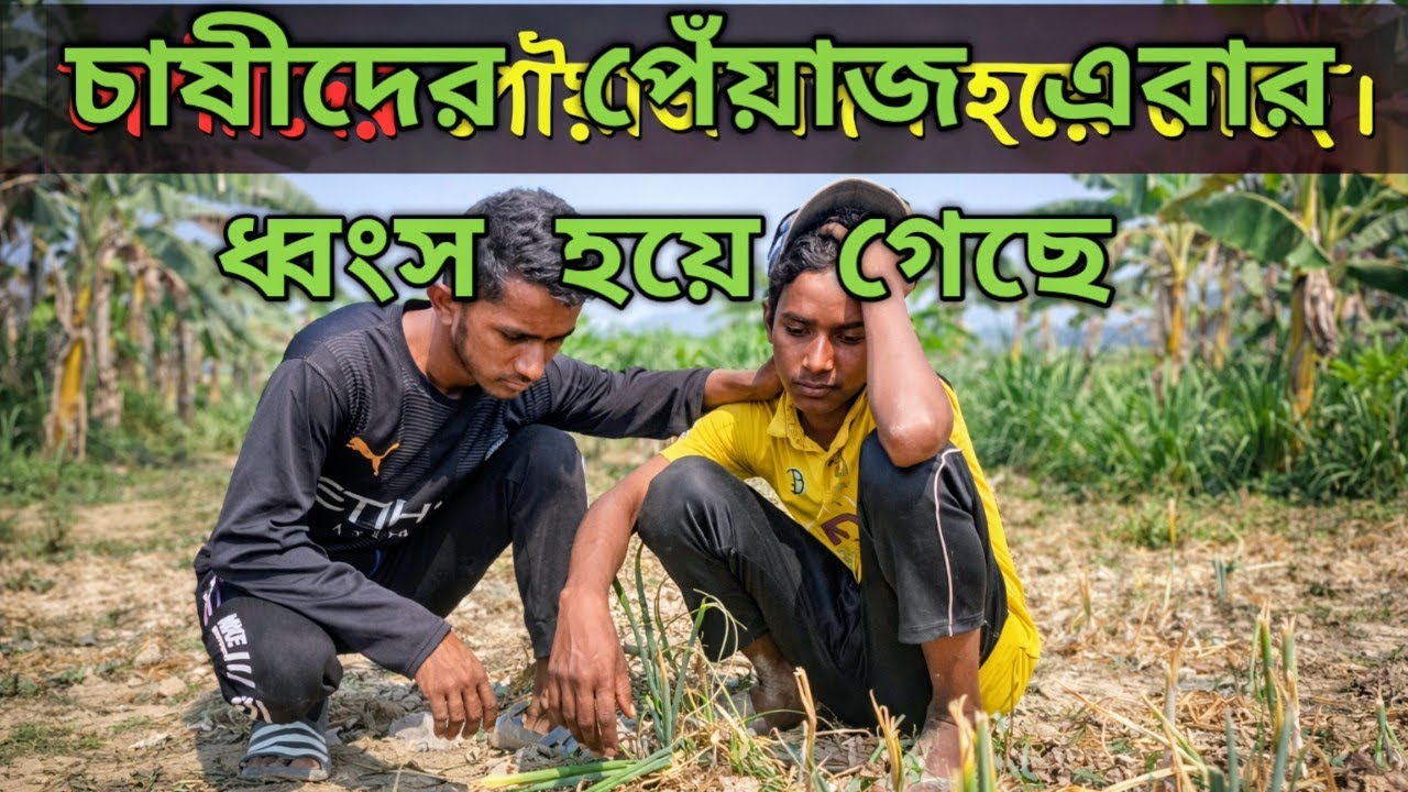 হাইব্রিড পিয়াজে চাষিরা খেলো ধরা। পেঁয়াজ হয়ে গেছে ধ্বংস। তাদের করুন দৃশ্য সহ আমি আছি রিমন বিডি 