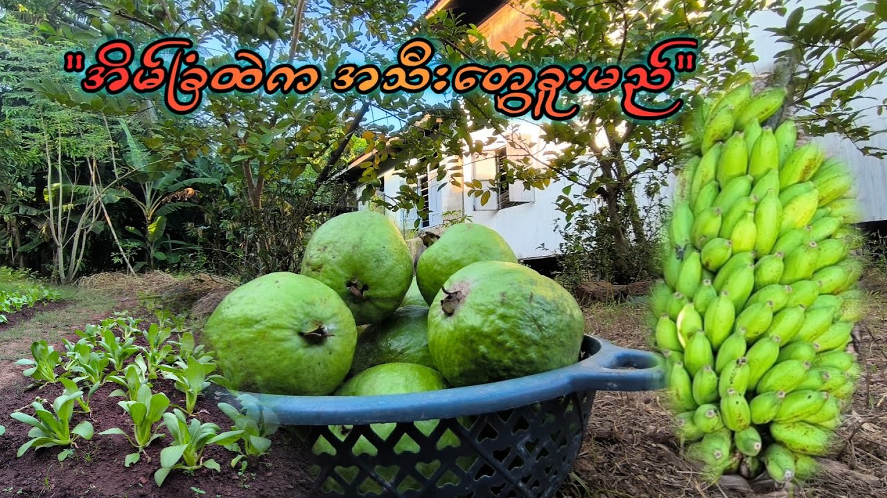Natural Fruits harvesting at home | အိမ်ခြံထဲက အသီးတွေခူးကြမည် 🍌🥭🍐🥬🥦🍏
