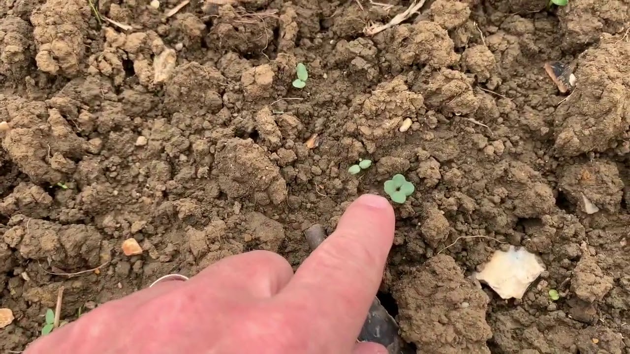 Organic Oilseed Rape? But, not the first to grow it in the UK as declared on the video! see comments