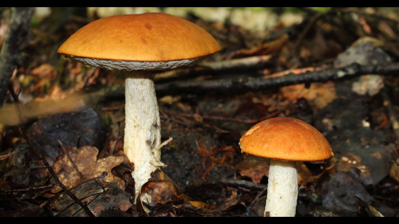 czyżby pierwszy wysyp koźlarz czerwony 11 06 2020