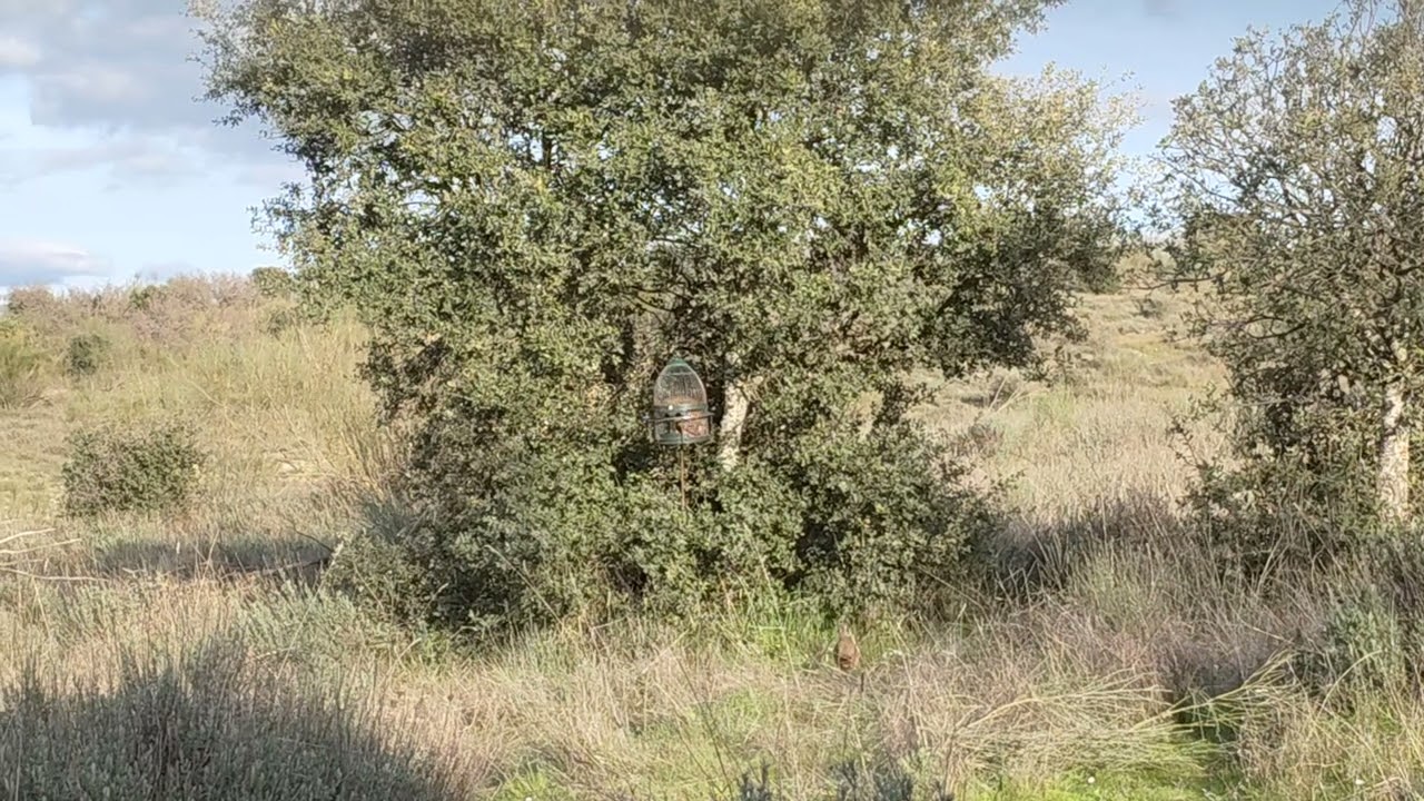 pollo el flauta kargando el tiro