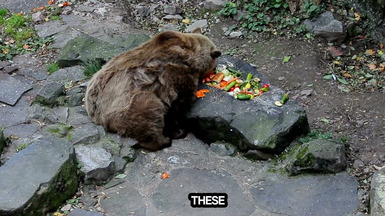Protecting the Habitat of the Himalayan Brown Bear: A Conservation Challenge