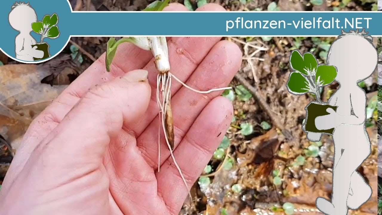 Scharbockskraut - Wurzeln, Speicher- und Brutknollen (Bulbillen) - Austrieb 🌱 (30.01.2020)