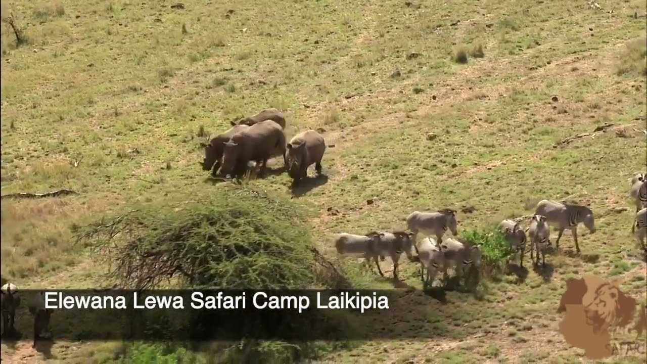 Elewana Lewa Safari Camp