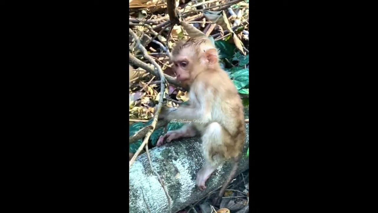 Latest news! Monkey Dobby legs broken seriously | Where is he now?