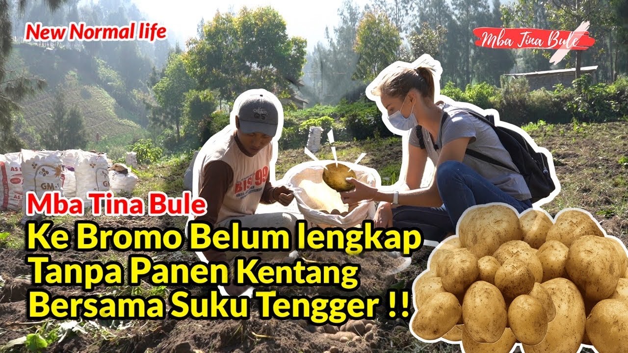 Mba Tina Bule Panen Kentang Bersama Suku Tengger di Bromo Probolinggo !!