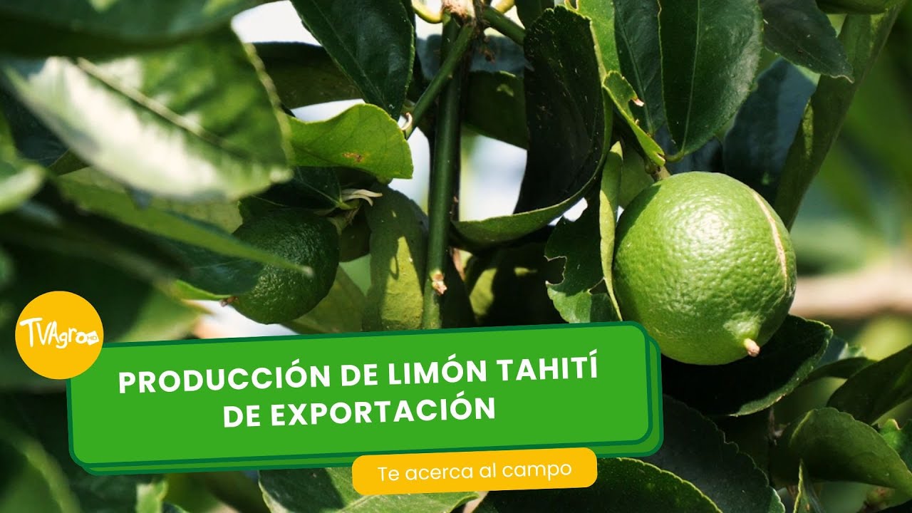 Producción de limón Tahití de exportación- TvAgro por Juan Gonzalo Angel Restrepo