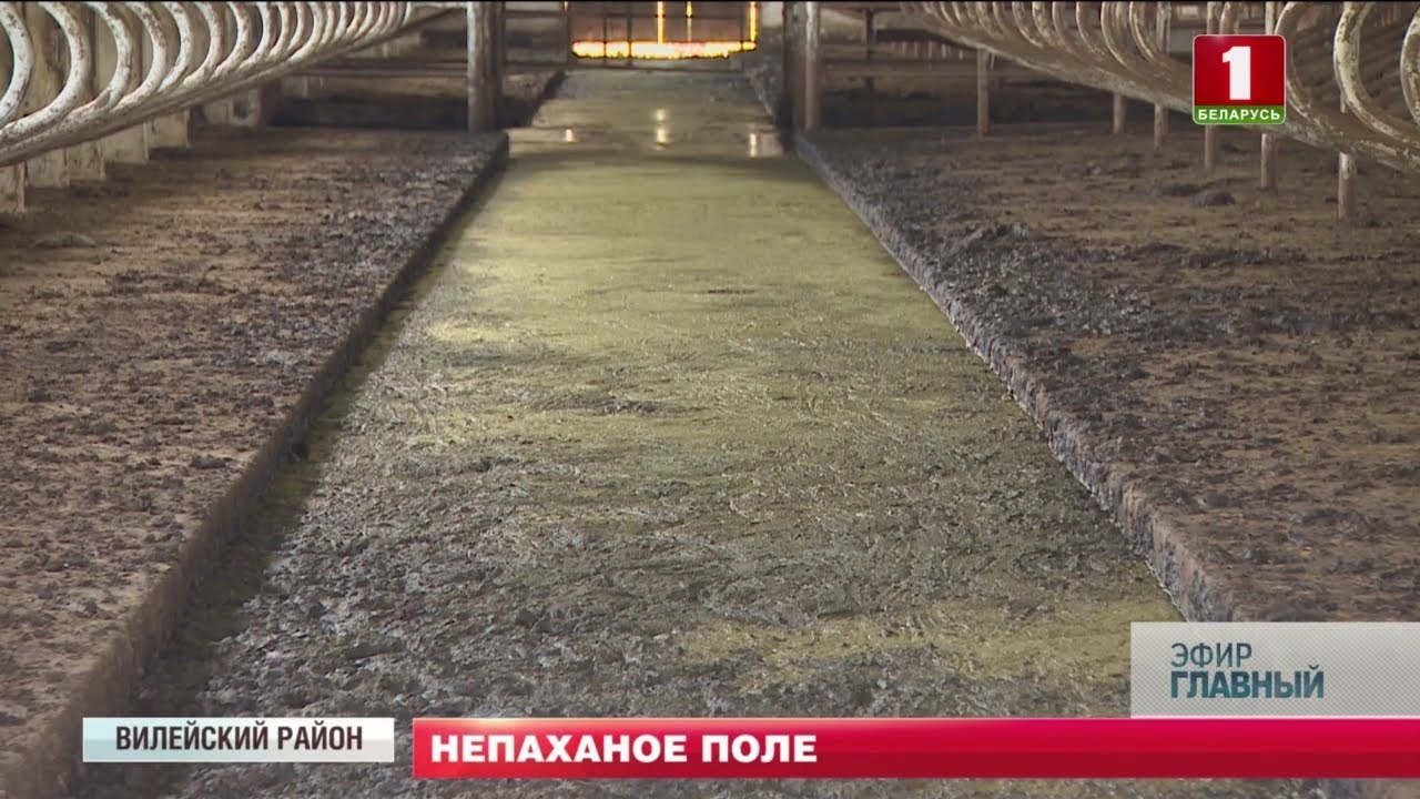 Безхозяйственность в Вилейском районе  Что стало причиной подобной ситуации
