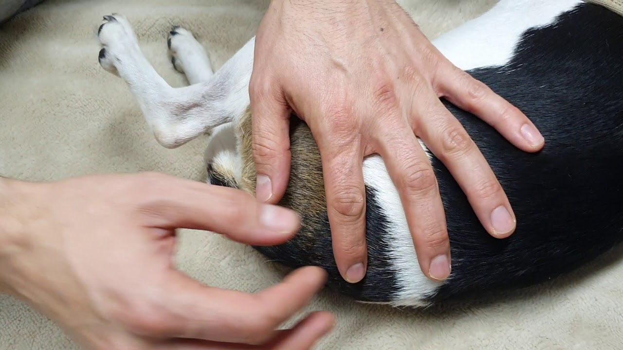 Physio Hund Kreuzbandriss