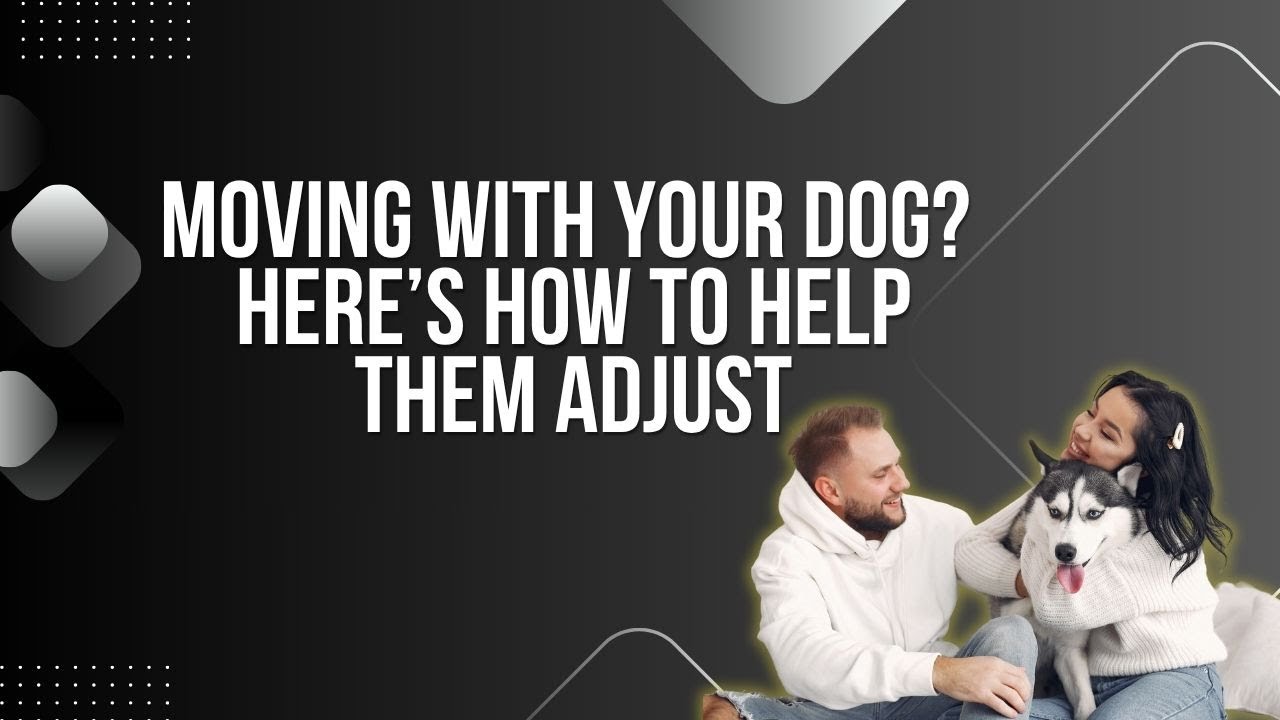 Moving with Your Dog? 🐶 Tips to Help Pets Adjust to a New Home
