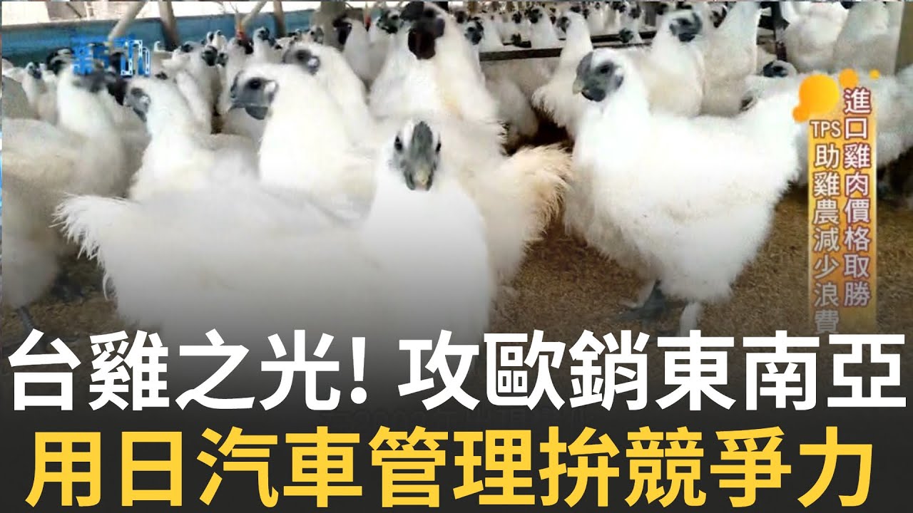用日本汽車管理來賣雞! 台灣土雞走向歐洲.輻射東南亞 台灣土雞王龜毛到連五星級飯店.米其林餐廳都愛｜主播 苑曉琬｜【薪動大未來】20220116｜三立iNEWS
