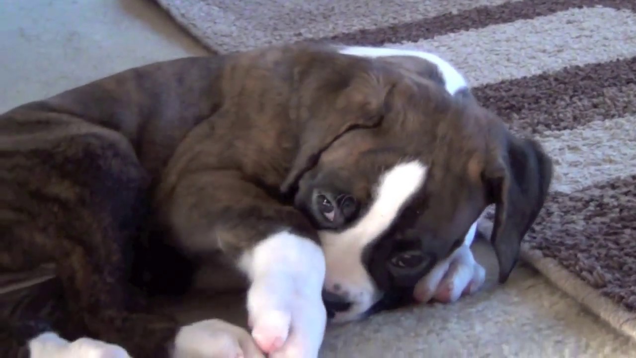 Boxer Puppy Zoe! 7 Weeks