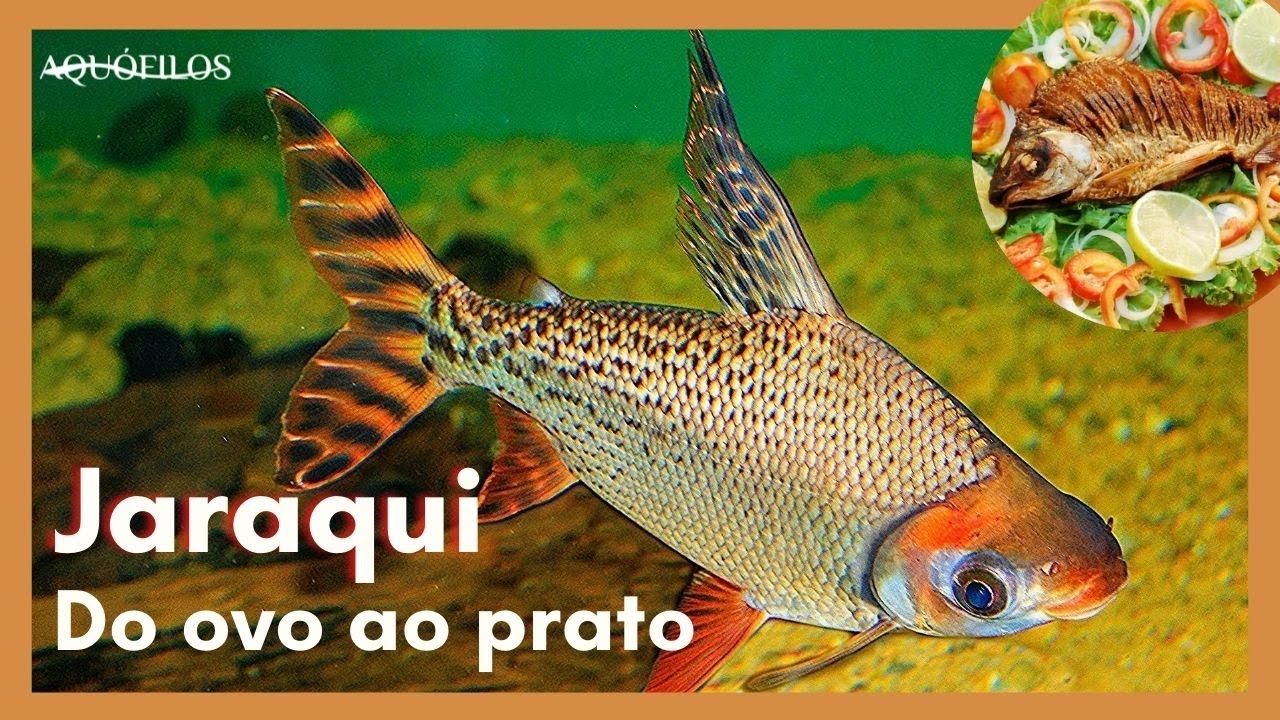 Jaraqui do ovo ao prato
