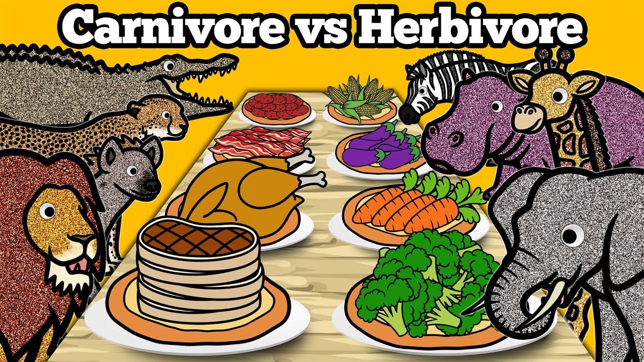 Carnivore vs Herbivore Animals | Safari Animals Food Matching Game for Children