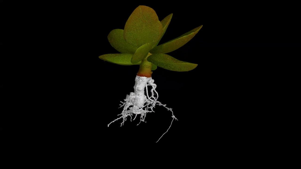UoN The Hidden Half: Calico Hearts(Adromischus maculatus)
