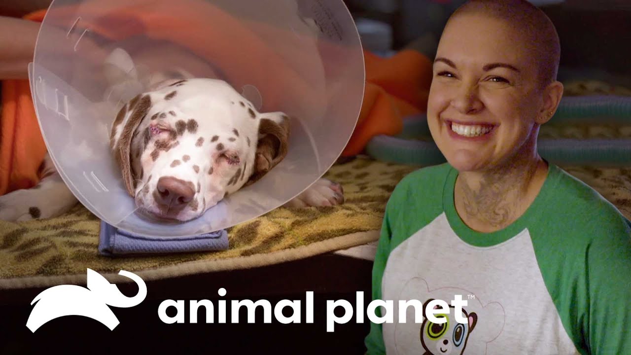 3 Adorables perritos que recibieron tratamiento médico a tiempo | Amanda al Rescate | Animal Planet