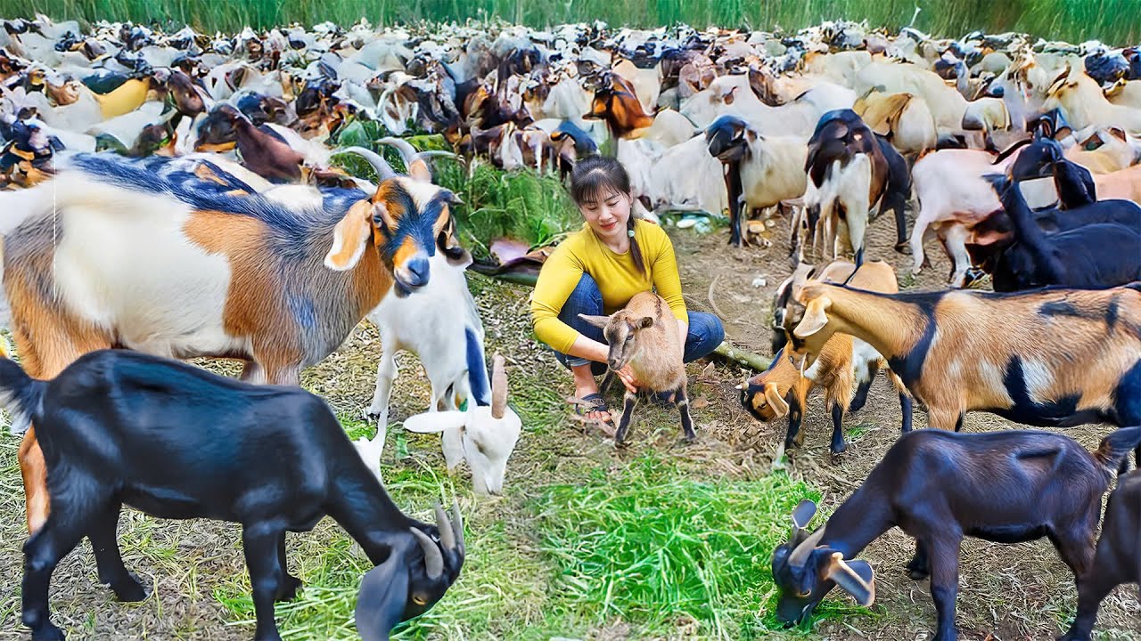 Buy Many Goats From Farmers Go To Sell At Village Market, Harvest Banana, Weeding Sugarcane