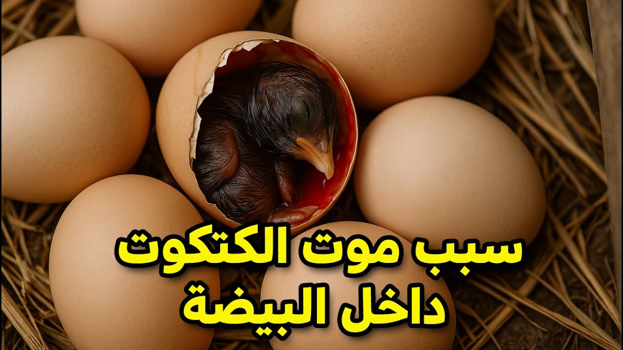 5 اسباب لنفوق الكتكوت داخل البيضة تعرف معنا علي الحلو علشان نسبة الفقس تكون 100%