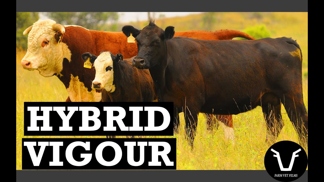 HYBRID VIGOUR | TECHNICAL #57