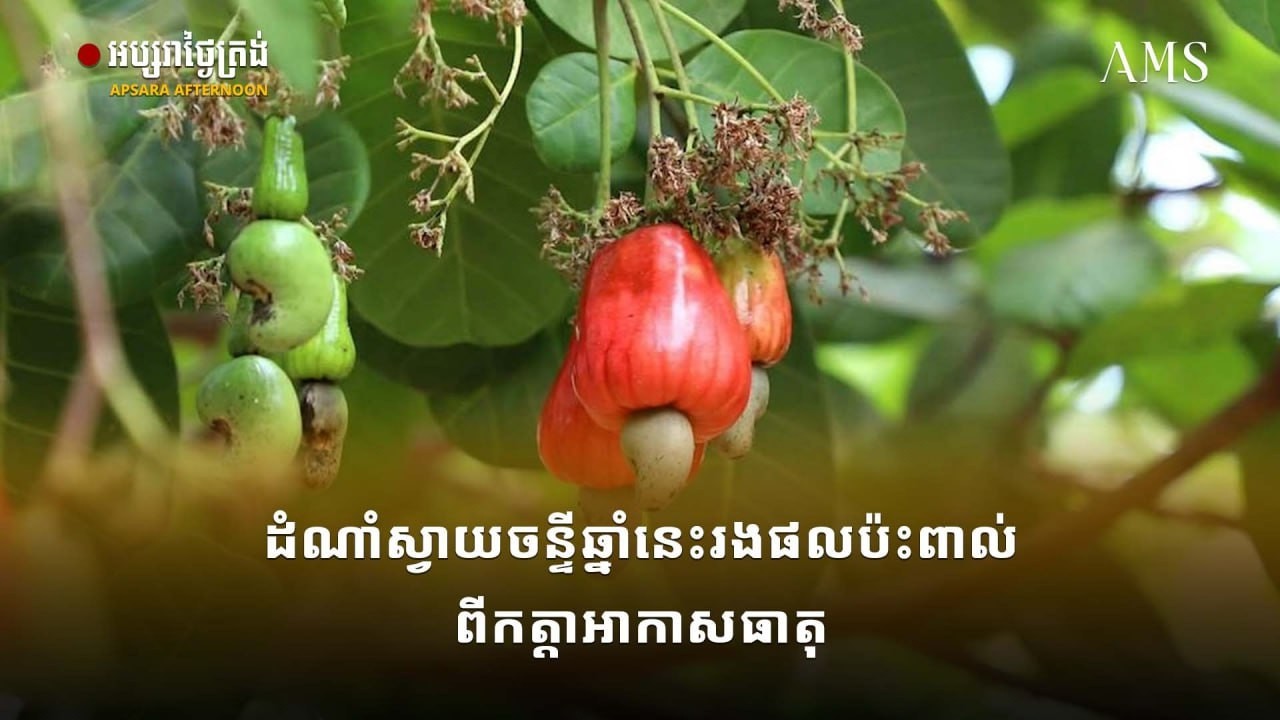 ដំណាំស្វាយចន្ទីឆ្នាំនេះរងផលប៉ះពាល់ពីកត្តាអាកាសធាតុ