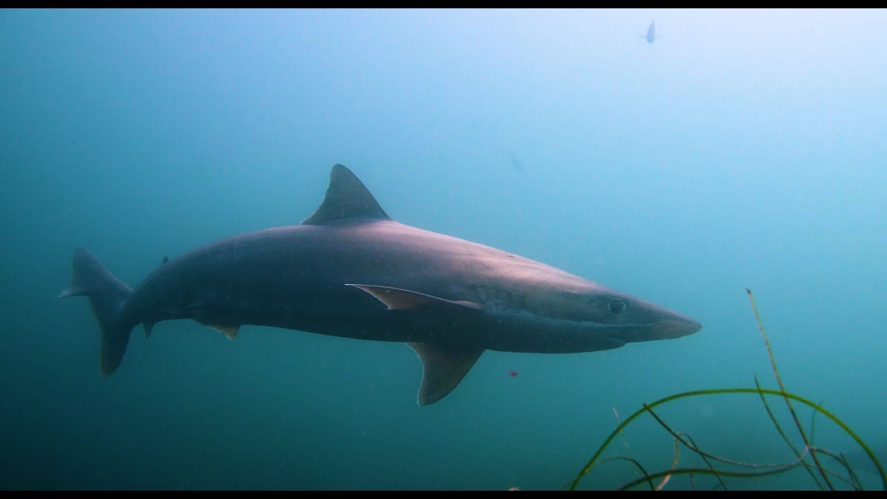 HDObservations : Soupfin Shark (4K UHD)