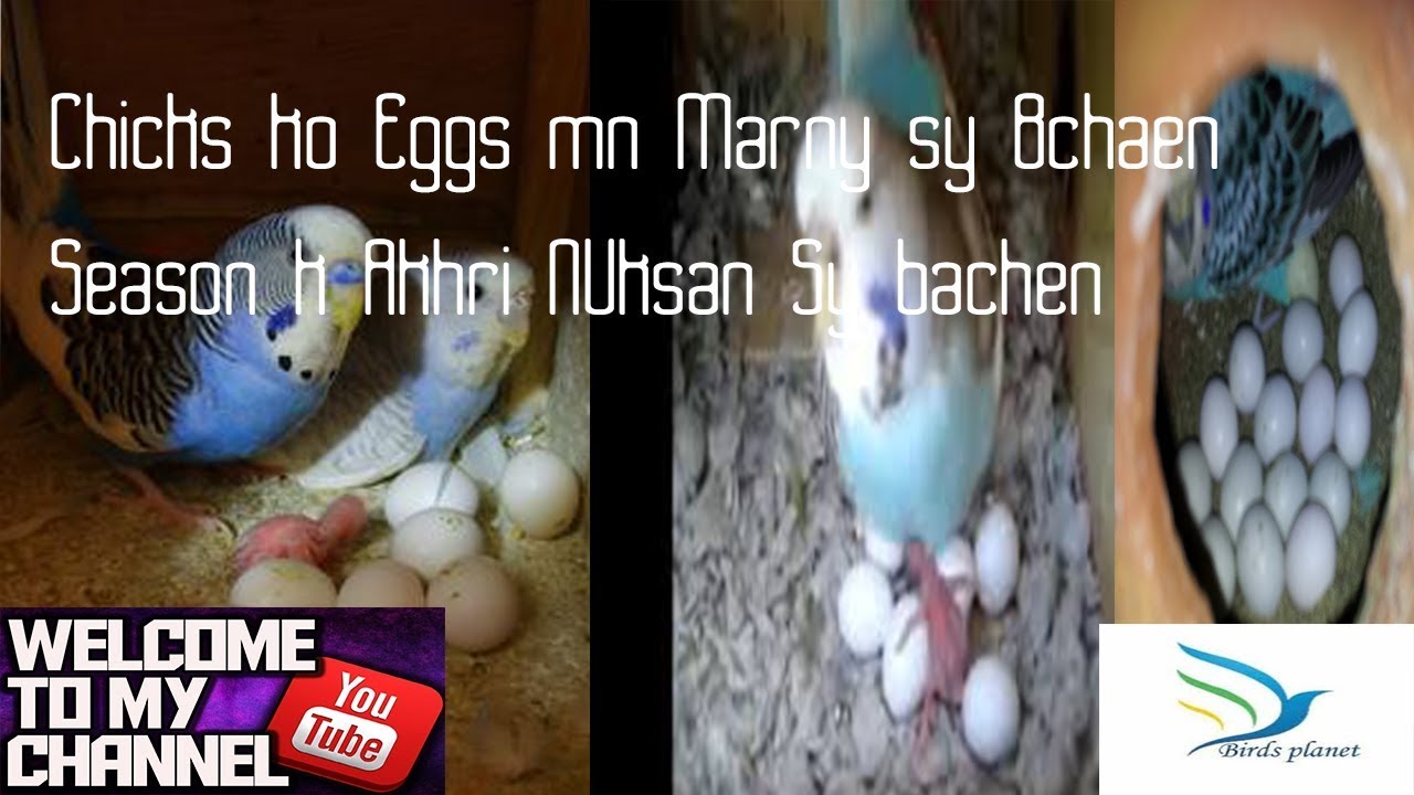 Birds Setup Humidity Controller  - Mosam Change hoty Wakt akhri NUksan