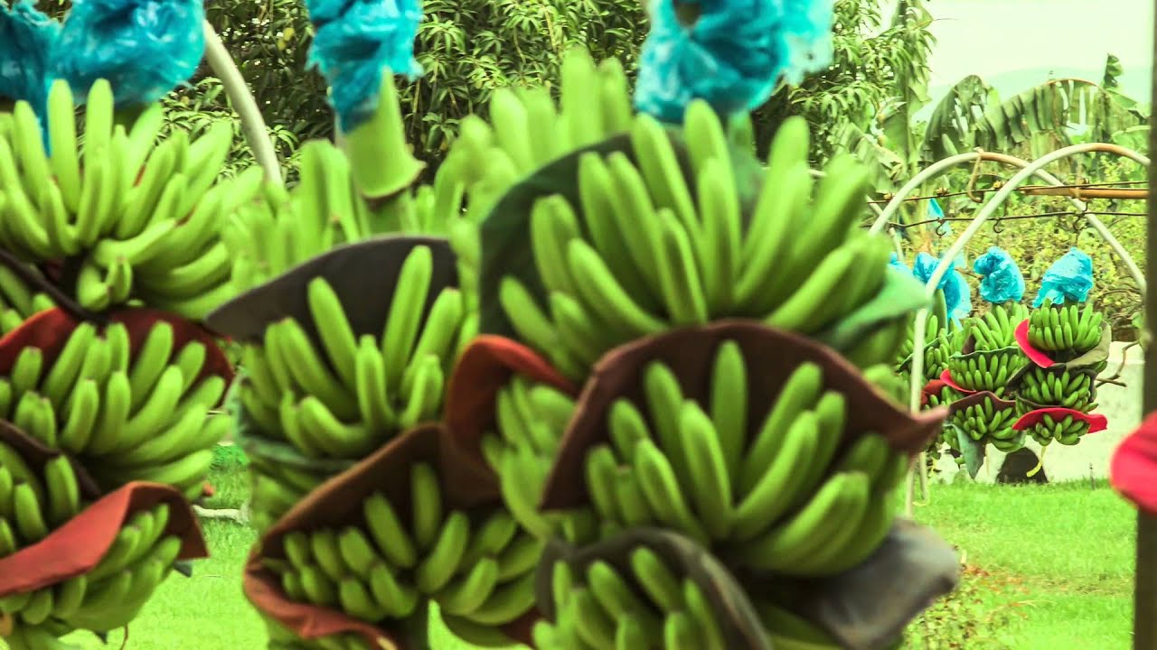 COLIMAN Banana Orgánica